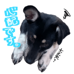 保護犬マロ Lineクリエイターズスタンプ Stamplist 保護犬マロ Lineクリエイターズスタンプ Stamplist