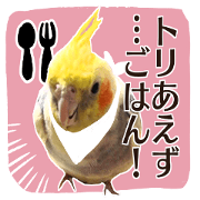 8 colors, cockatiel sticker