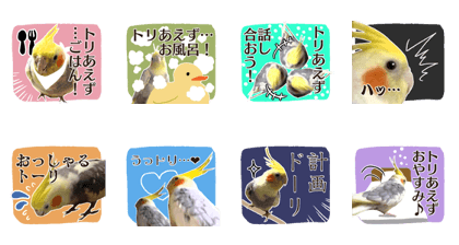 8 colors, cockatiel sticker