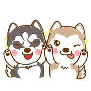Coffee and Latte Husky