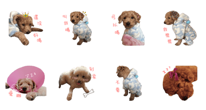 MOMO sell my cute