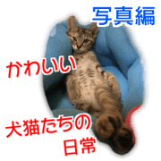 Cute dogs cats everyday