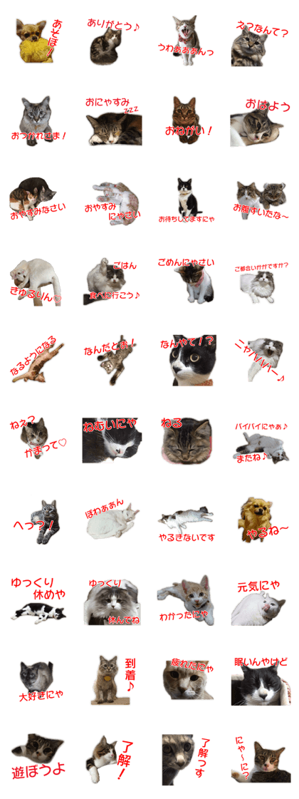 Cute dogs cats everyday