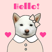 A GIRLY SHIBAINU SAKURA