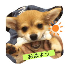 rinA_20201122224328