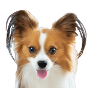 Papillon Tiga-chan 2