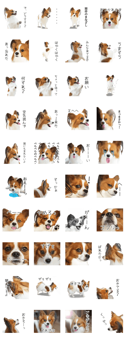 Papillon Tiga-chan 2