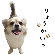 Chihuahuadog_maro