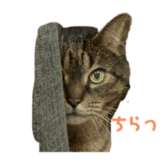 大きなネコの小粒さん Lineクリエイターズスタンプ Stamplist 大きなネコの小粒さん Lineクリエイターズスタンプ Stamplist