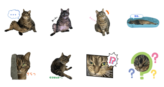 大きなネコの小粒さん Lineクリエイターズスタンプ Stamplist 大きなネコの小粒さん Lineクリエイターズスタンプ Stamplist