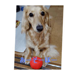 shelly_20201122190905