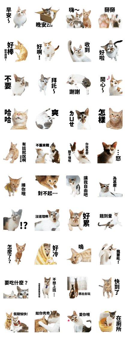Trouble The Cat
