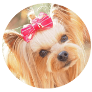 yorkiefan2