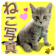 There are a lot of cats 2.