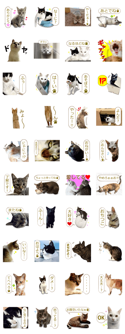 There are a lot of cats 2.