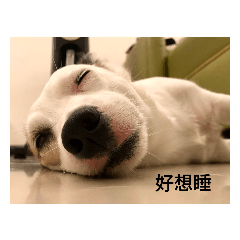 榮星小狗