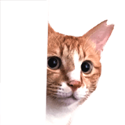 Buchounim