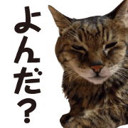 kijitoracat bunchan