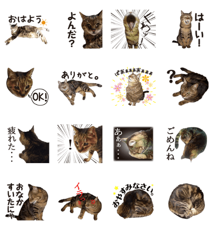 kijitoracat bunchan