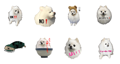 A white pomeranian