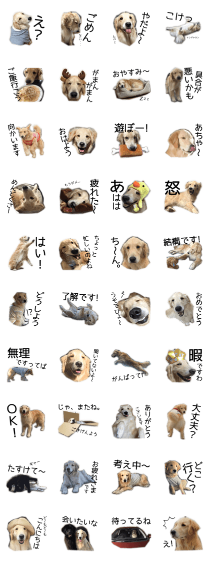 Golden Retriever Caribu