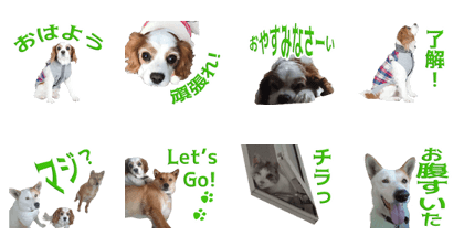 Osan's Sticker
