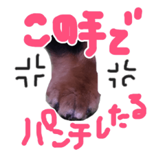 Koro Koharu of the dachshund