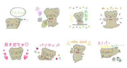 Capricious Toy Poodle Hapio