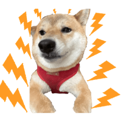 SHIBA MONMON