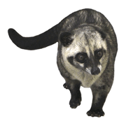 Mumu the Cute Toddy Cat