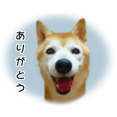 Kurumi Sticker