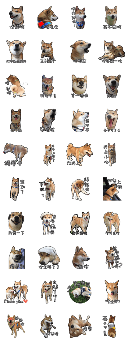 Shiba lun wish