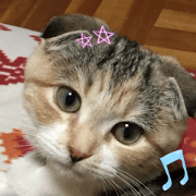 calicocat MOMO4
