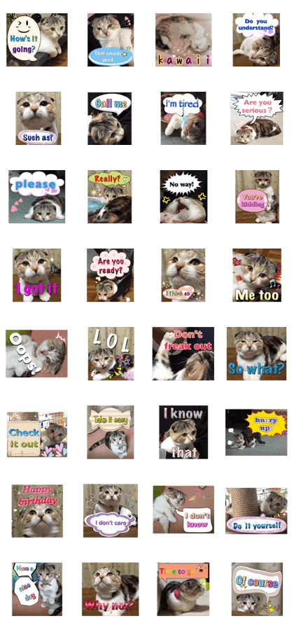 calicocat MOMO4