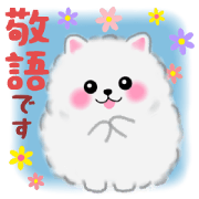 cute white Pomeranian 2