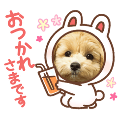 nanamin_20201124022621
