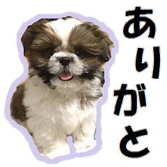 Shih tzu photo sticker