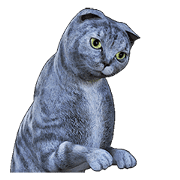 Moving Scottish Fold Cat