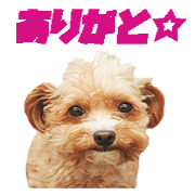 LAMUNE DAYO