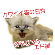 Cute cat everyday SORAJIRO,EDO Ver