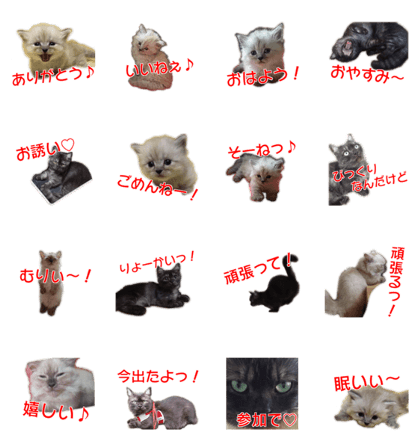 Cute cat everyday SORAJIRO,EDO Ver