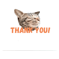 My loving cat, Kiji