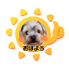 ヨーキーメイちゃんと愉快な仲間たち