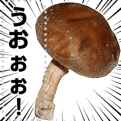 Message shiitake mushroom