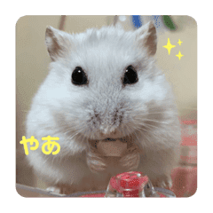 クリスマスの準備をしなくちゃね ハムちゃんといっしょ クリスマスの準備をしなくちゃね ハムちゃんといっしょ