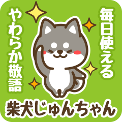 Petit Black Shiba Junchan (Honorific)