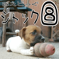 MIEDOG Jack Russell terrier sticker 8