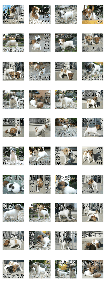 MIEDOG Jack Russell terrier sticker 8