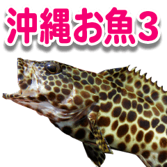 沖縄お魚3