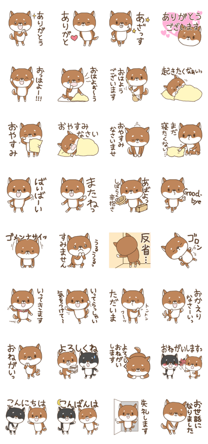 Greeting of a Shiba dog